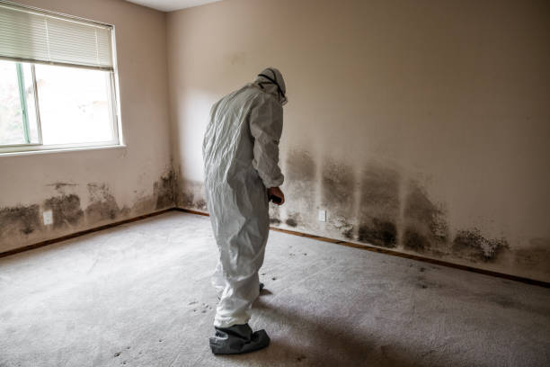 Best Residential Mold Inspection & Testing  in Webberville, MI